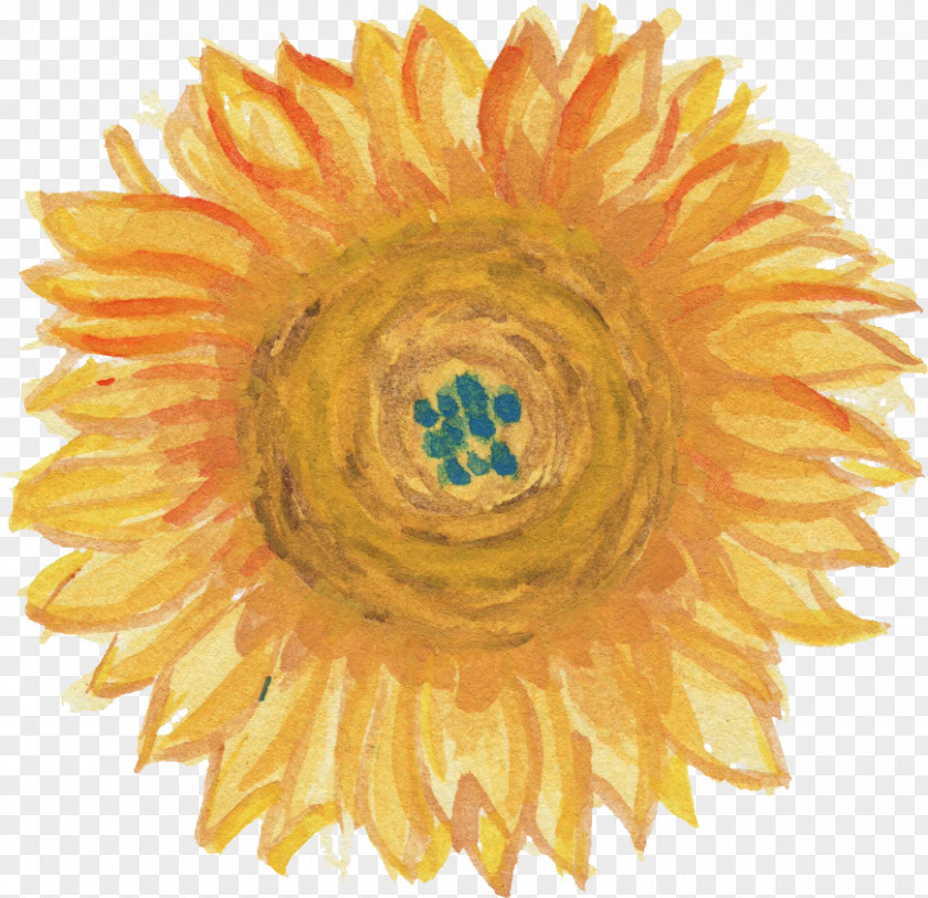 Sunflower Common Transparent Watercolor Painting PNG