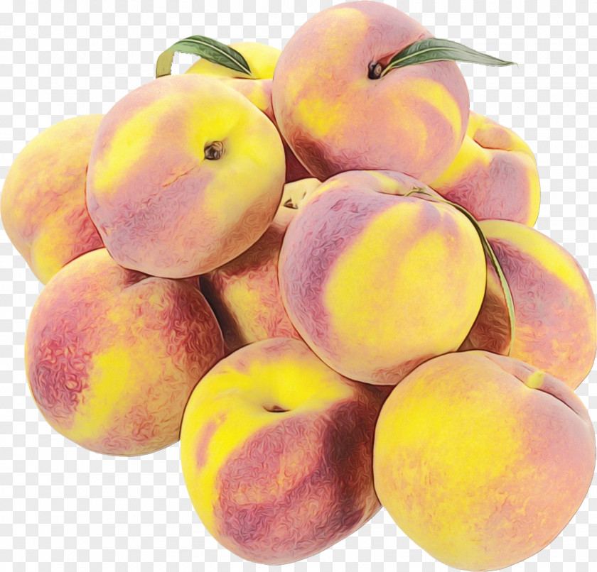 Vitis Yellow Plum Apple Tree PNG