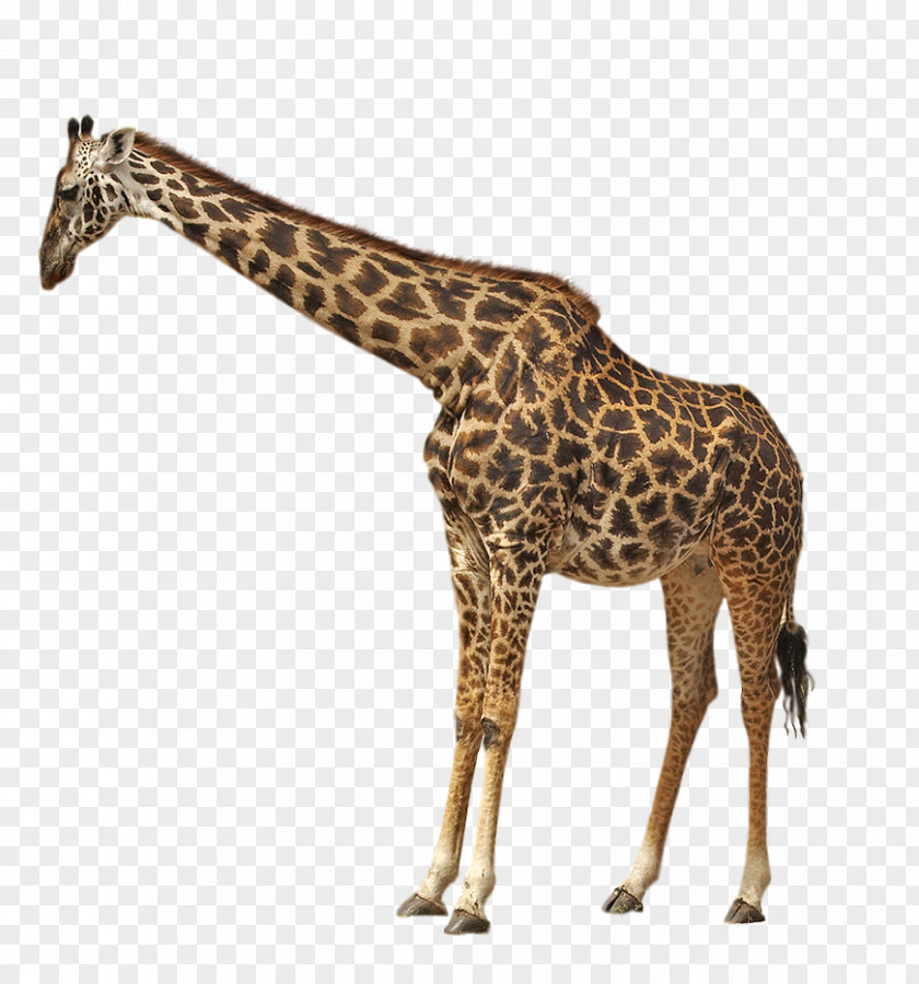 Northern Giraffe Cheetah Lion Animal PNG