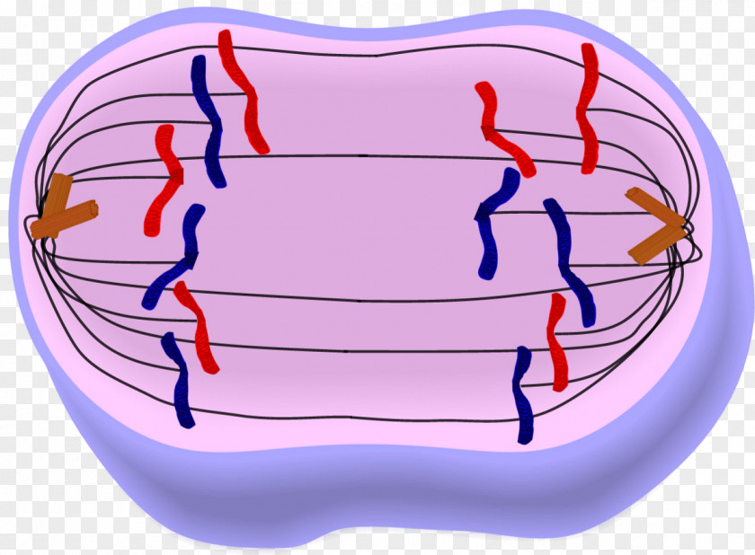 3d Deck Anaphase Mitosis Metaphase Prophase Telophase PNG