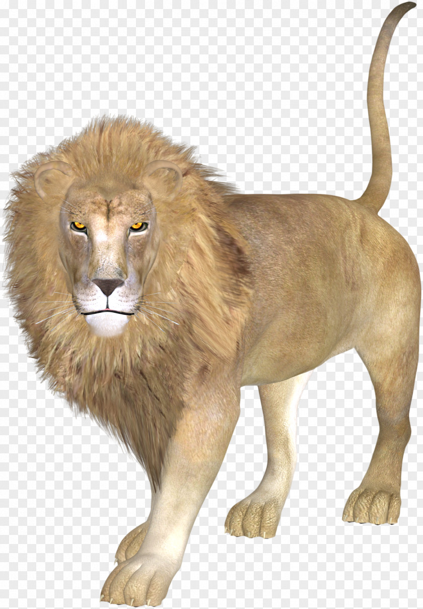 Lion East African Asiatic PNG
