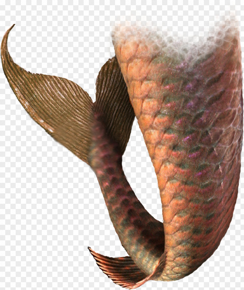 Mermaid Tail Color PNG