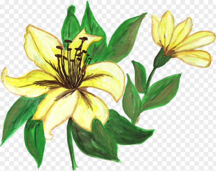 Painted Flowers Wildflower Plant PNG