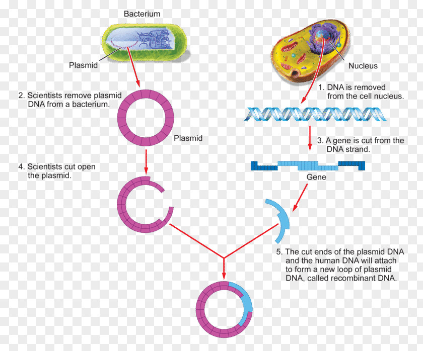 Science Genetic Engineering Recombinant DNA Genetics Process PNG