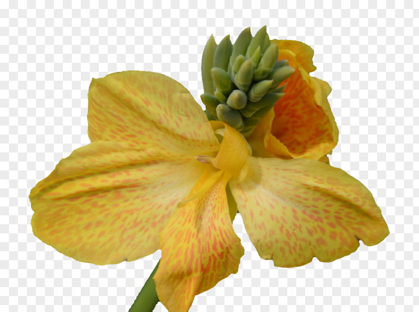 Cannabis Pictures Petal Yellow Flowering Plant PNG