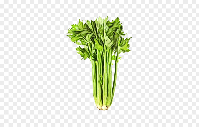 Chives Chinese Celery Green Grass Background PNG