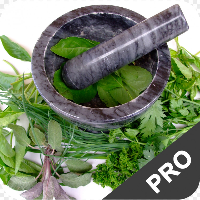 Dry Parsley Herb Herbalism Medicine Abortion Health PNG