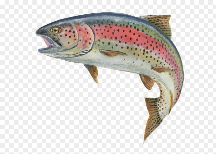 Fishing Rainbow Trout Fly PNG