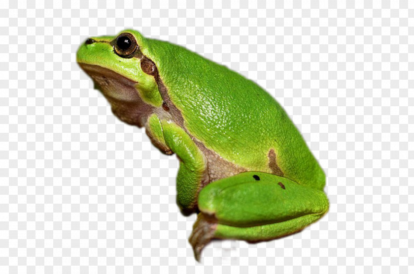 Frog Tree Amphibian Vertebrate Animal PNG