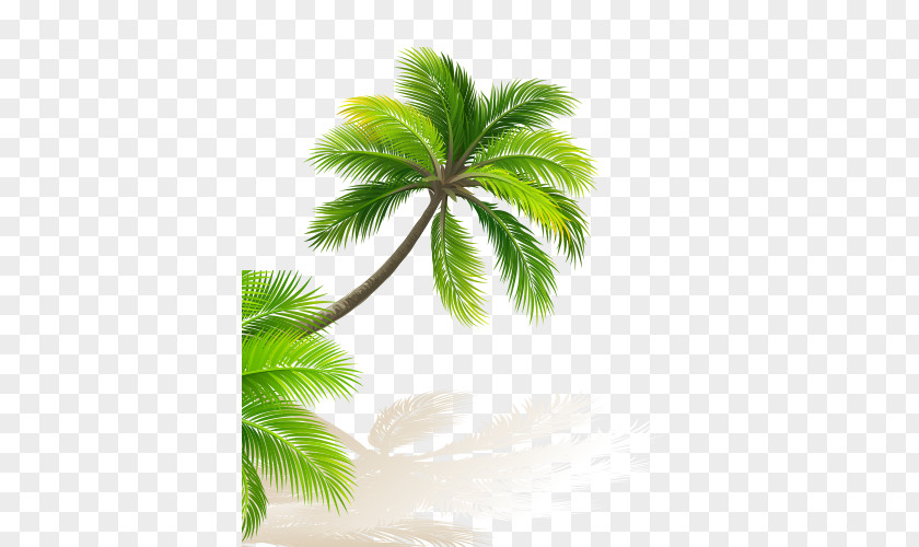 Green Coconut Trees PNG coconut trees clipart PNG