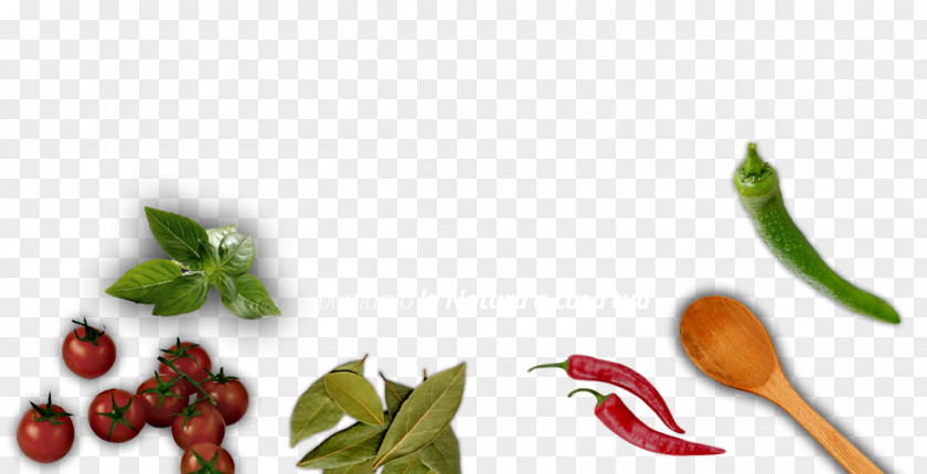 Bibite Banner Bird's Eye Chili Cayenne Pepper Tabasco Food PNG