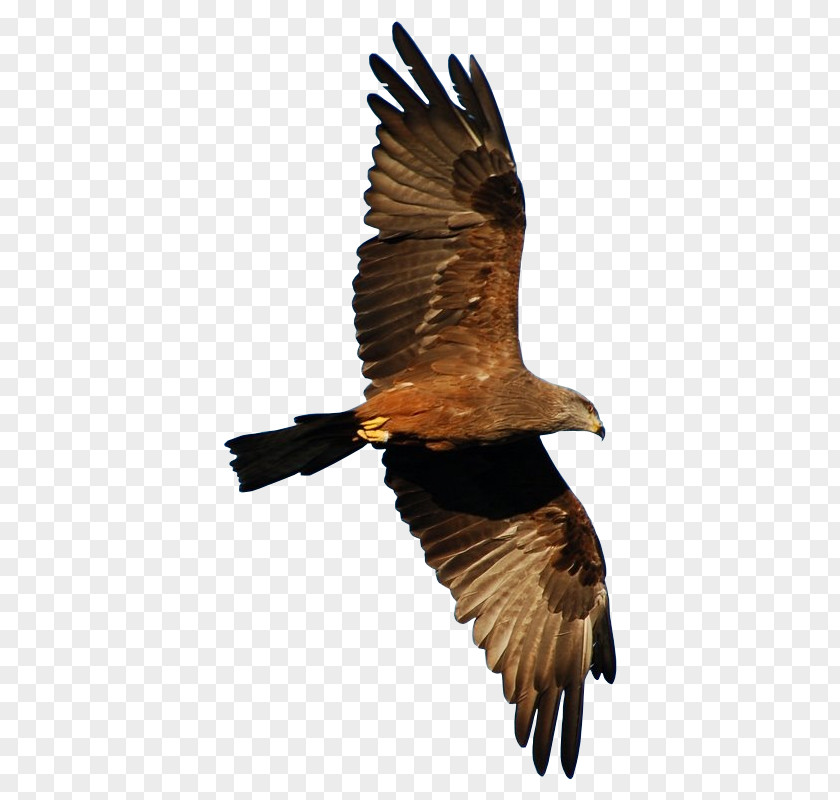 Falcon Hawk Bird Eagle Of Prey Kite Golden PNG