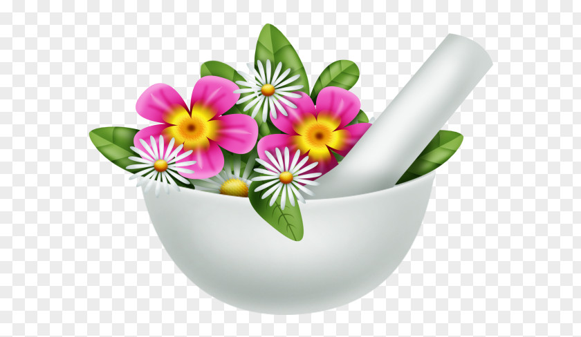 Flower Flowerpot Tableware Flowering Plant Herbaceous PNG