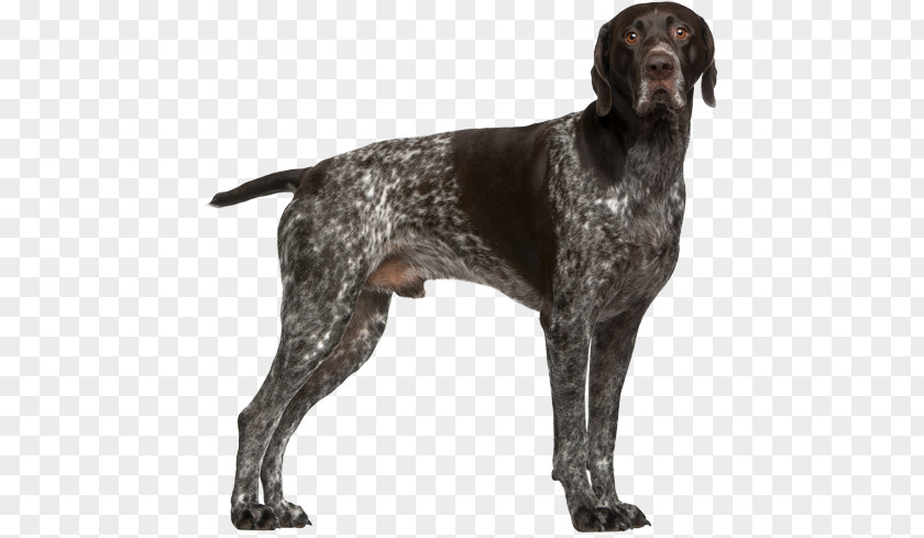 German Shorthaired Pointer Vizsla Wirehaired Shepherd PNG