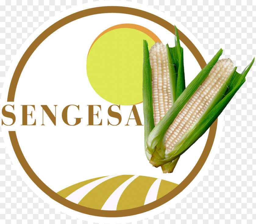 Maiz Guatemala Sengesa Corn On The Cob Seed Food PNG