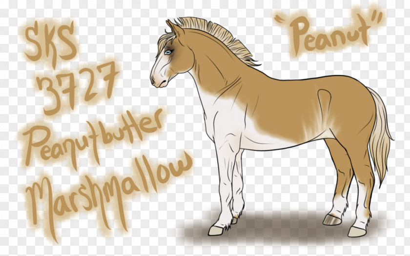 Peanut Butter Splash Foal Stallion Mustang Mare Pony PNG