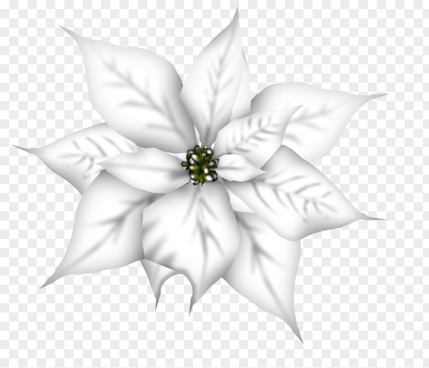 Plant Petal White Cut Flowers Flowering PNG
