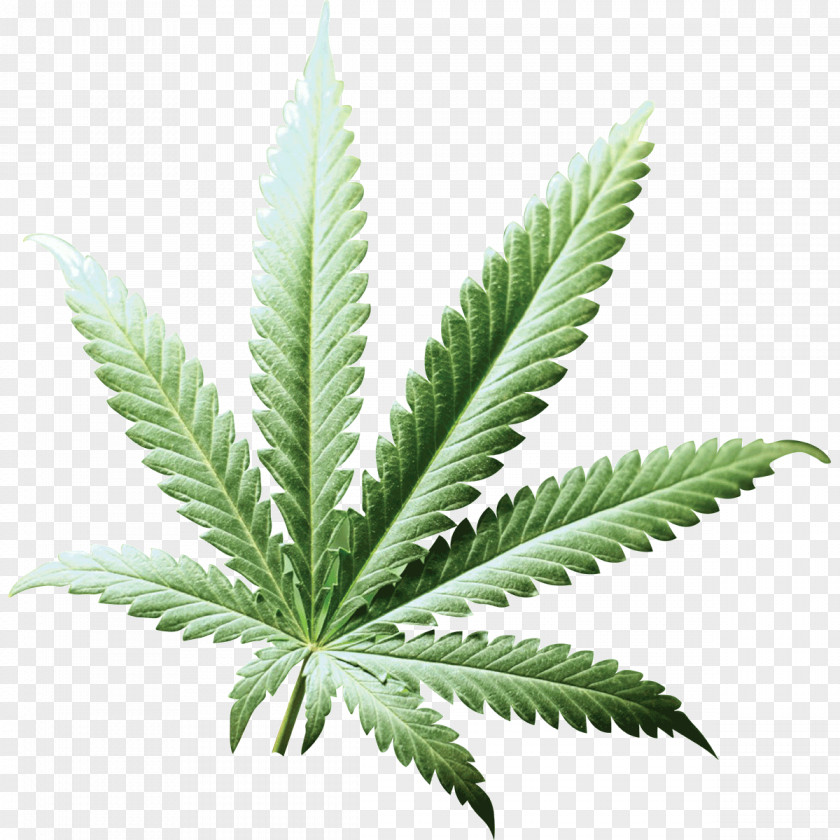 Cannabis Sativa Ukraine Hemp Customer PNG