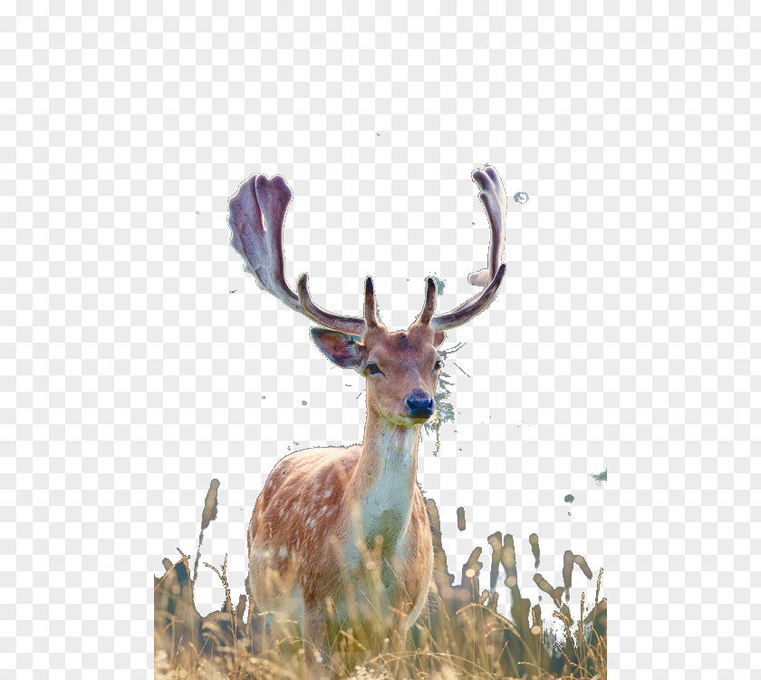 Forest Deer White-tailed Elk Antler PNG