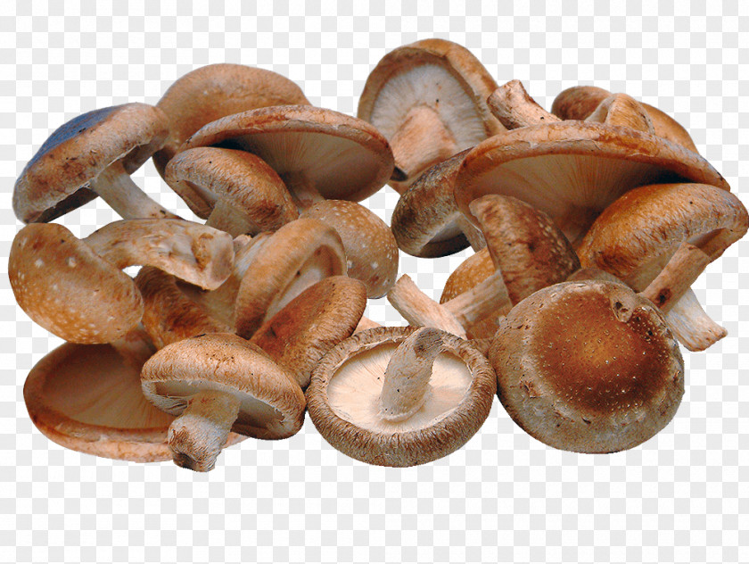 Mushroom Shiitake Risotto Vegetarian Cuisine Fungus PNG