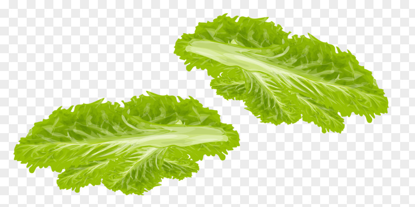 Vegetables Spring Greens Lettuce Vegetable Food PNG