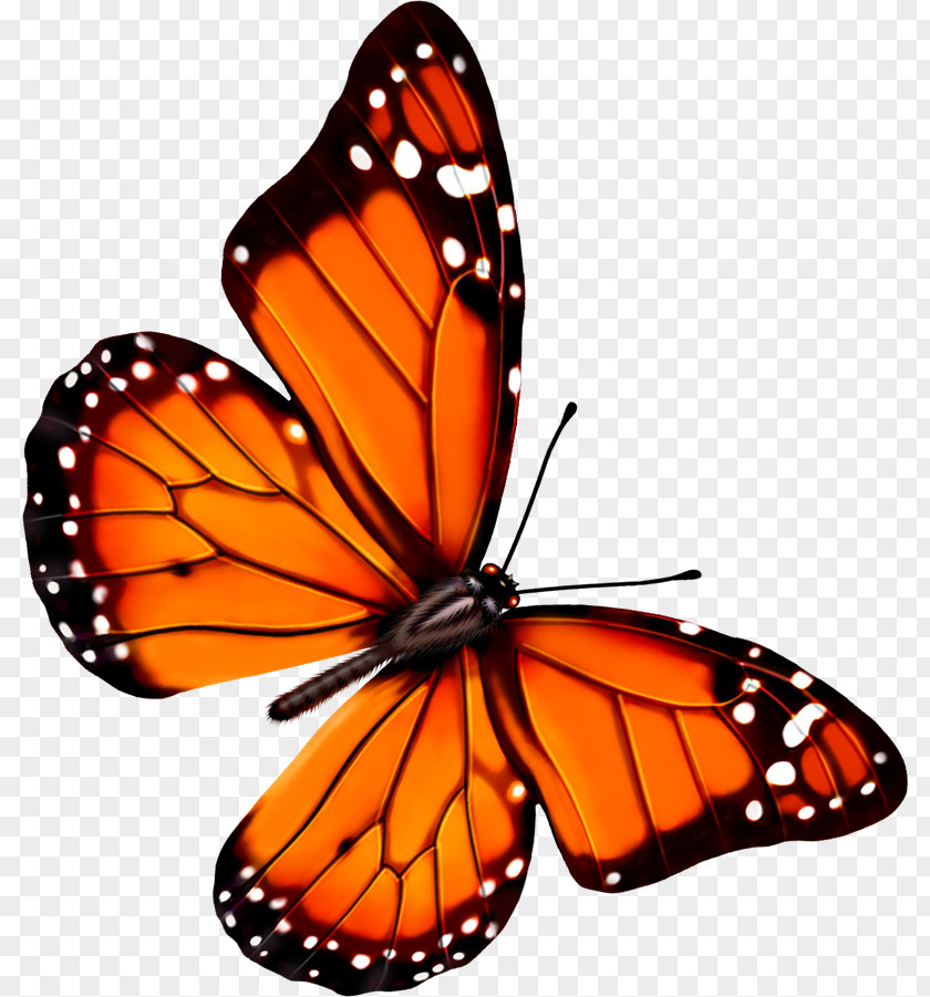 Cute Butterfly Transparency And Translucency Icon PNG
