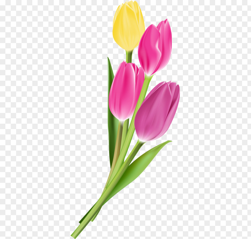 Beautiful Tulips Flower Tulip Photography PNG