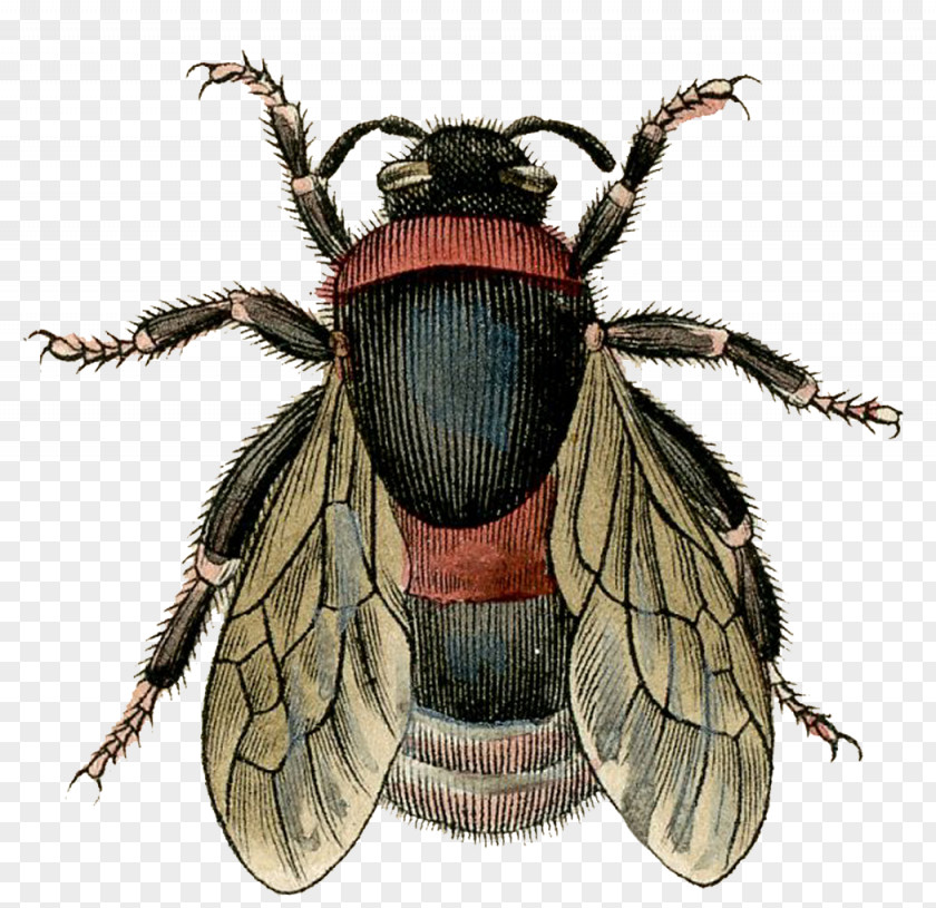 Bee Honey Insect Bumblebee PNG