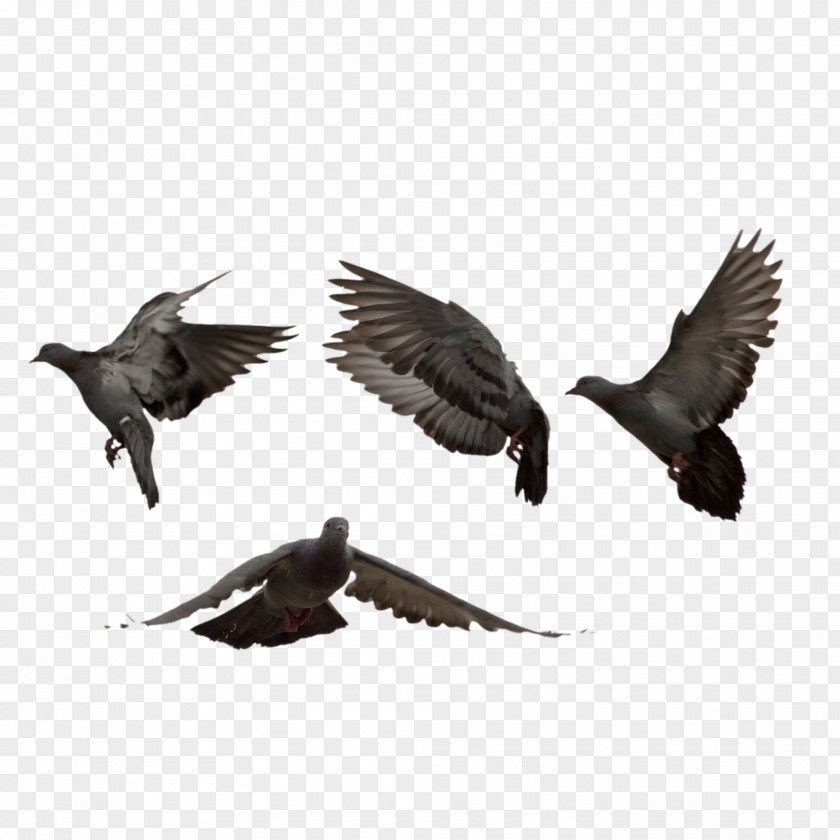 Bird Pigeons And Doves Homing Pigeon Image PNG