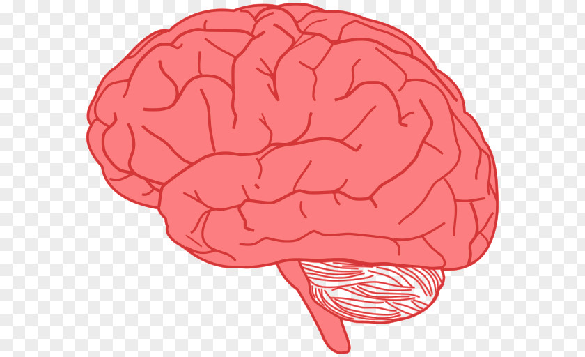 Brain Illustration Human Clip Art PNG