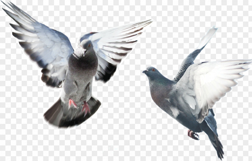 Flying Pigeon Domestic Fancy Bird Blue Flying/Sporting Pigeons PNG