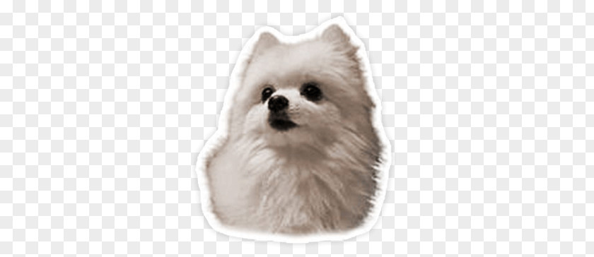 Gabe The Dog Sticker PNG the Sticker, white Pomeranian puppy illustration clipart PNG