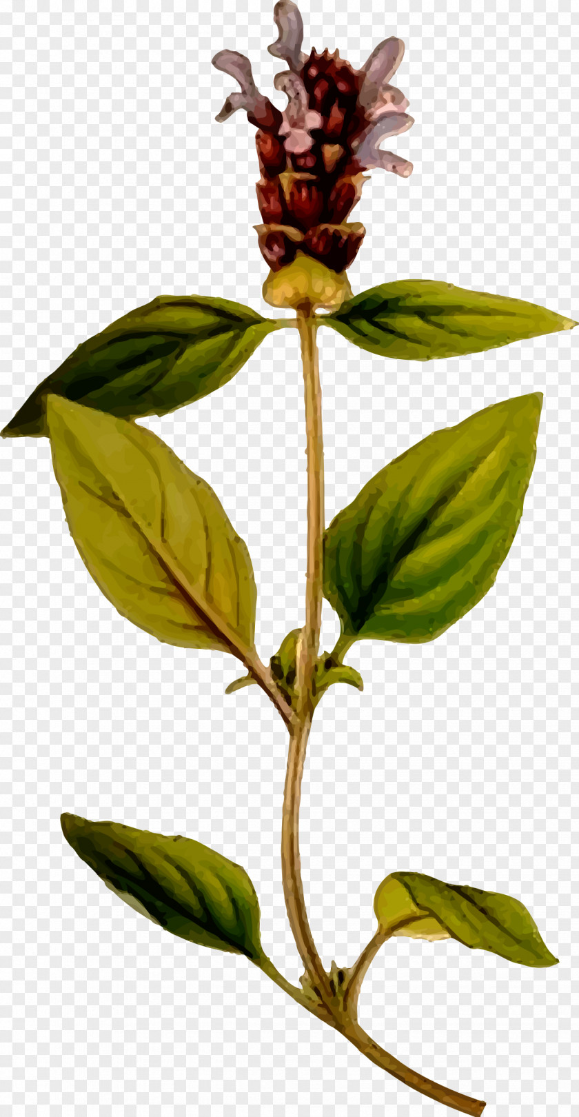 Herbaceous Prunella Vulgaris Nordens Flora Plant Herb Grandiflora PNG