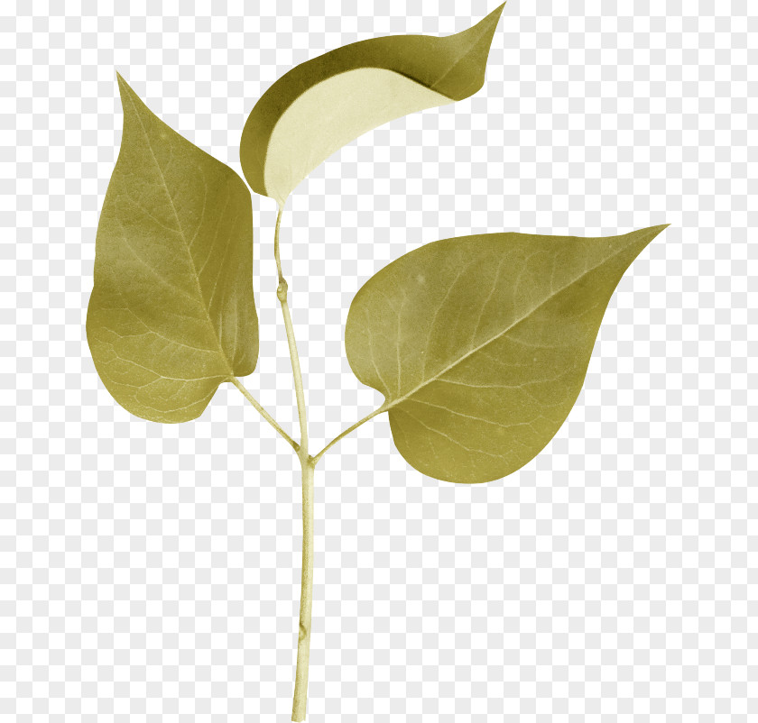 Leaf Branch Plant Stem Clip Art PNG