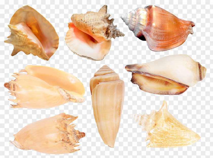 Seashell Cockle Conchology Molluscs PNG