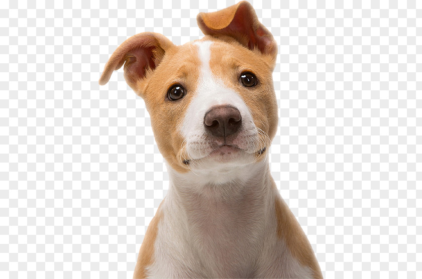 Boxer Lab Mix Puppy Desktop Wallpaper Pug Dog Breed Kitten PNG