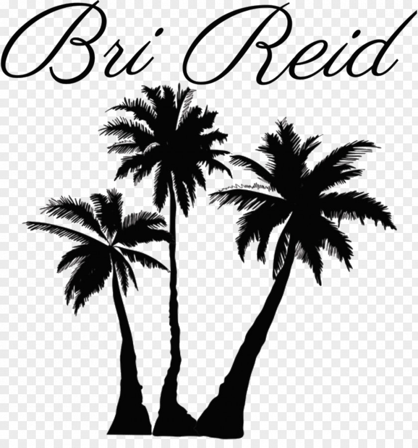 Coconut Clip Art Palm Trees Illustration PNG