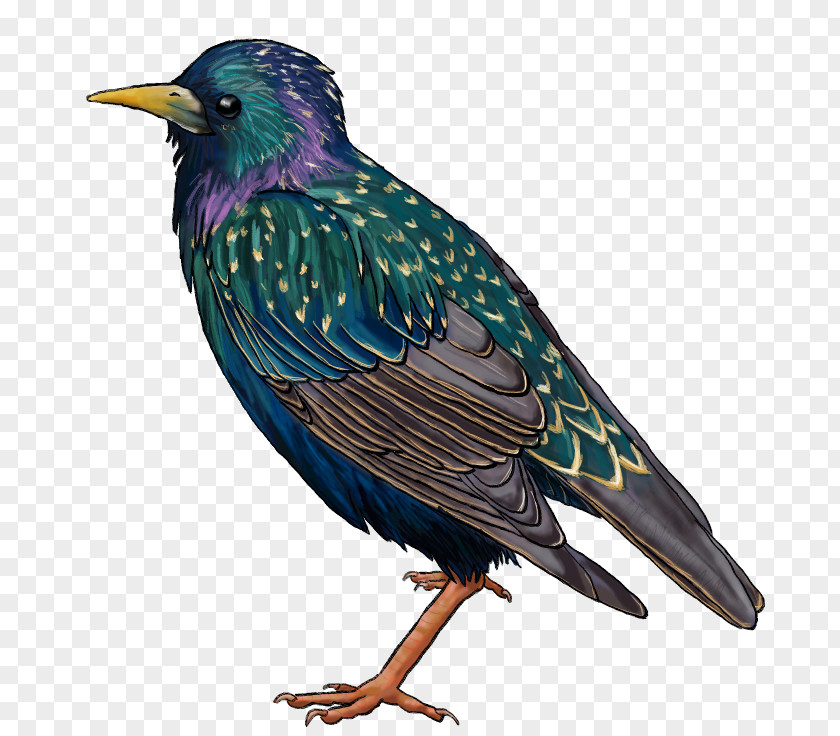 Common Starling Drawing Beak PNG