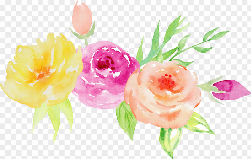 Hand-painted Watercolor Roses Decorative Elements Garden Painting Floral Design Flower Illustration PNG