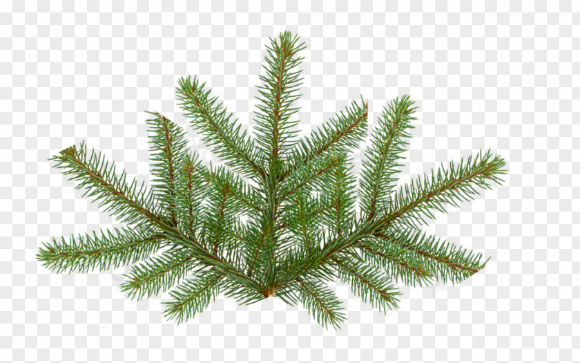 Pine Leaves Fir Spruce Tree PNG