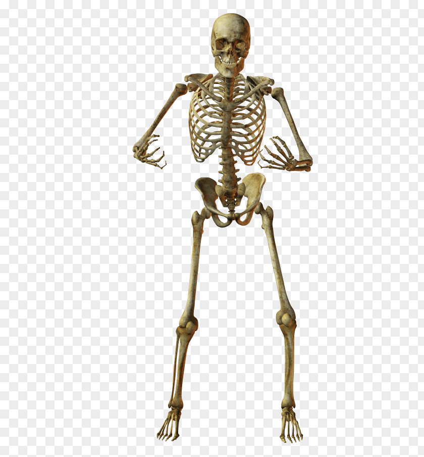 Skeleton Human Skull PNG