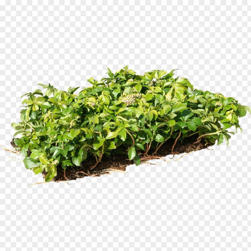Vinca Minor Japanese Pachysandra Groundcover Soil Herb Coriander PNG