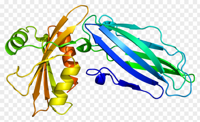 AP2A2 AP2 Adaptor Complex Protein Subunit Gene PNG