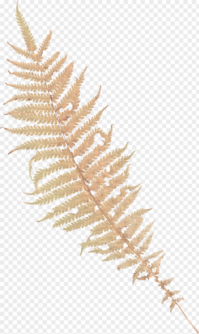 Clip Art Vascular Plant Plants Photography PNG