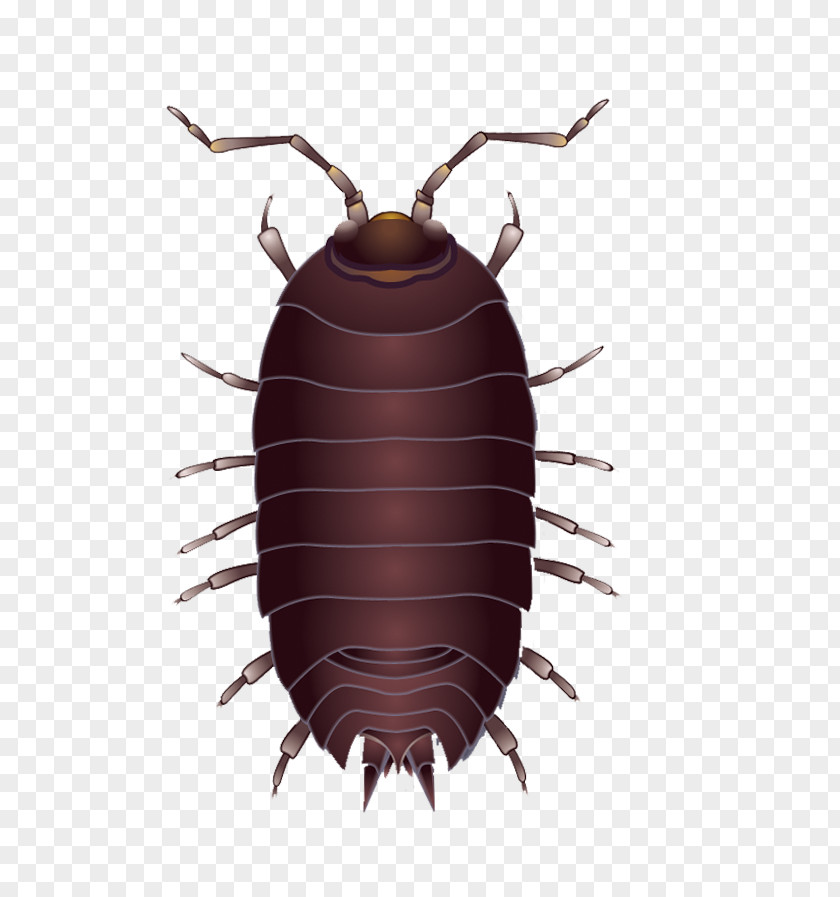 Cockroach Beetle Mosquito PNG