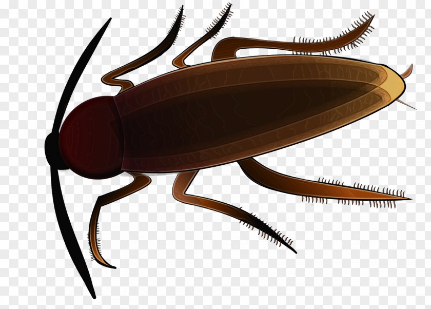 Darkling Beetles Scarabs Cockroach Cartoon PNG