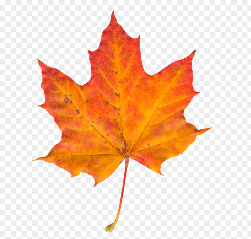 Leaf Autumn Color Maple PNG