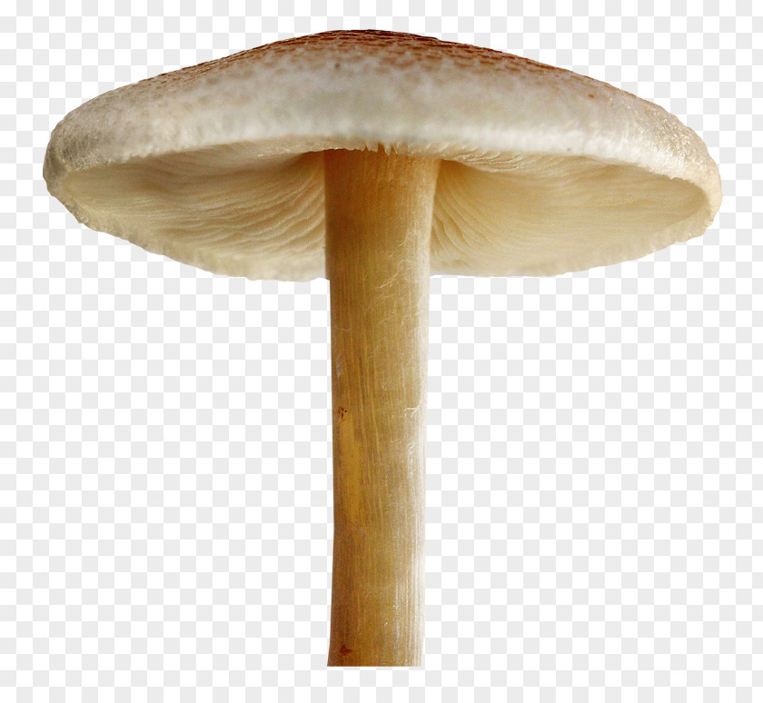 Mushroom Clip Art Desktop Wallpaper Fungus PNG