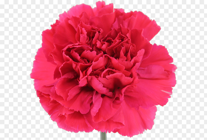 Peony Carnation Cabbage Rose Cut Flowers PNG
