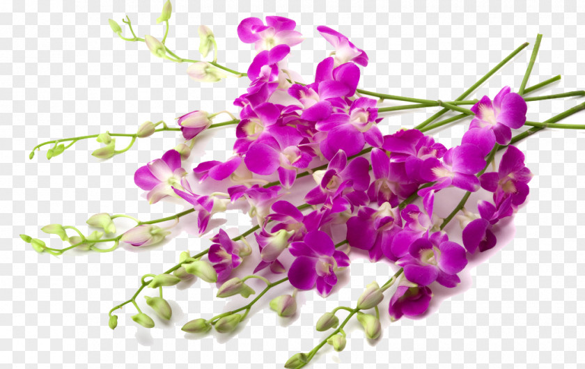 Pretty Lilac Plant Orchids Flower Wallpaper PNG